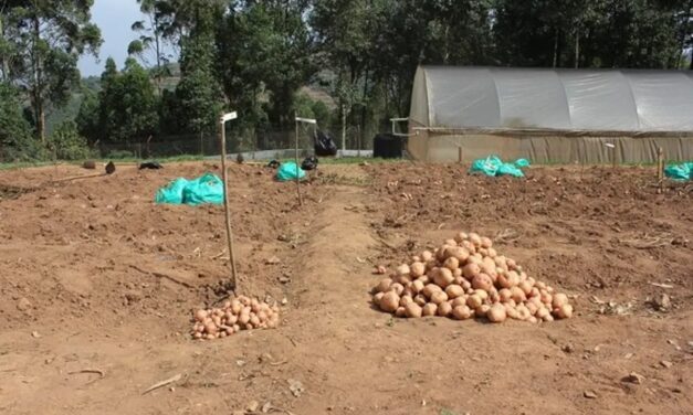 Why a new potato variety could be a game-changer for farmers in East Africa